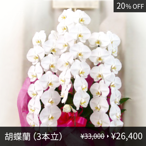 胡蝶蘭（3本立）