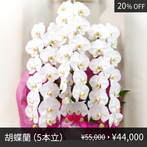 胡蝶蘭（5本立）