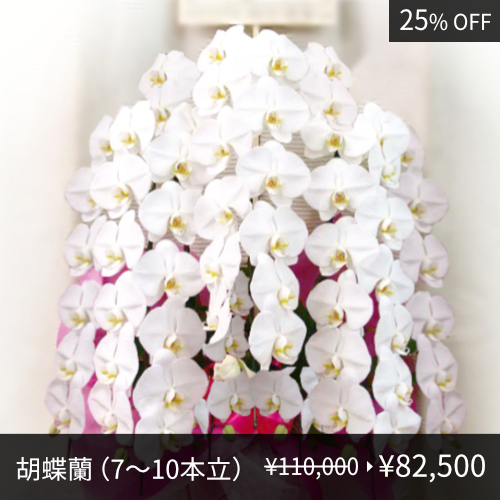 胡蝶蘭（7〜10本立）